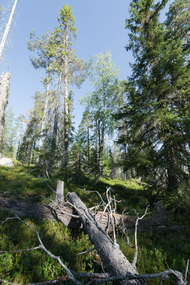 Forêt dans le parc national de Hossa