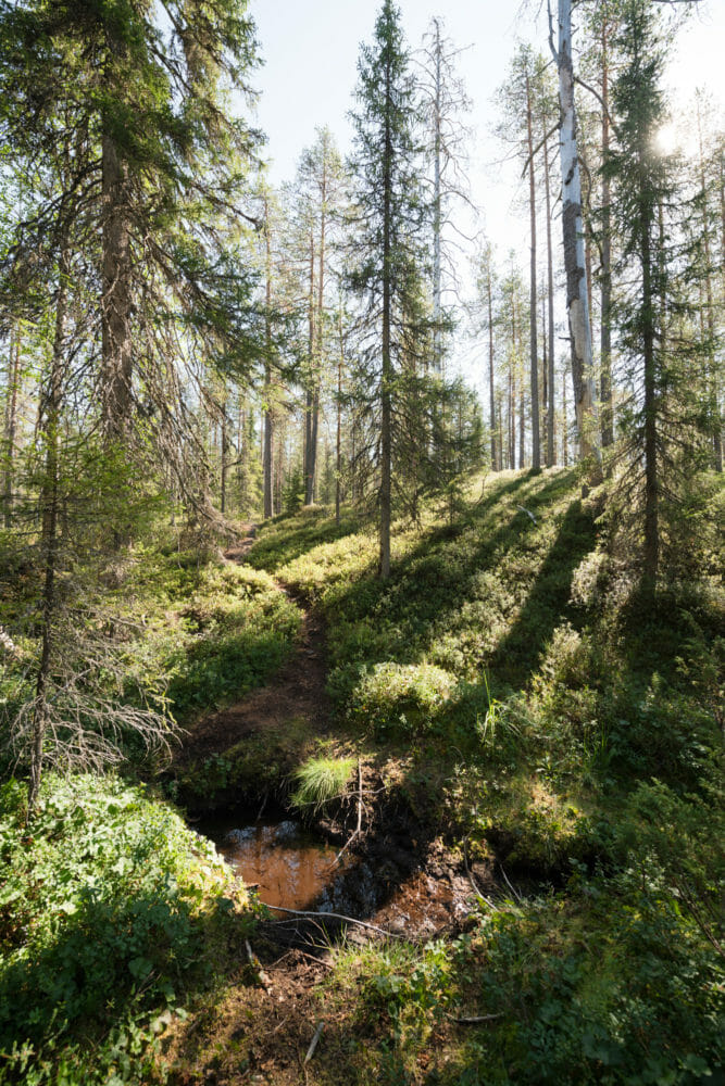 Forêt dans le parc national de Hossa