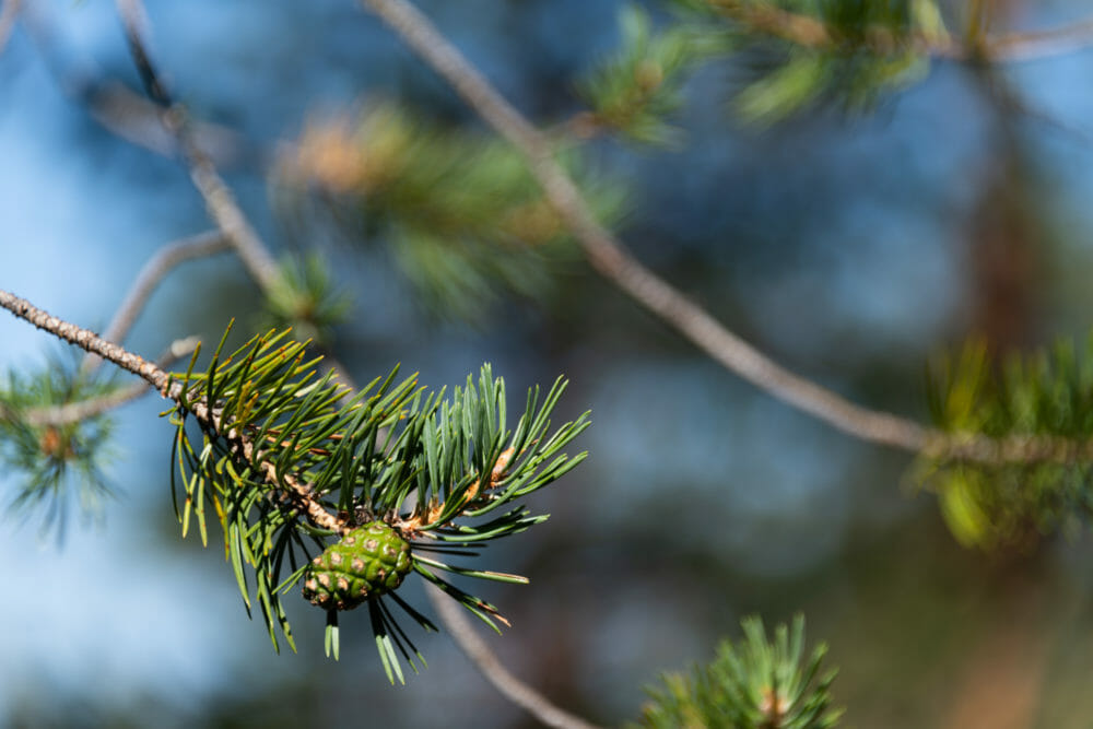 Détail de sapin dans le parc national de Hossa