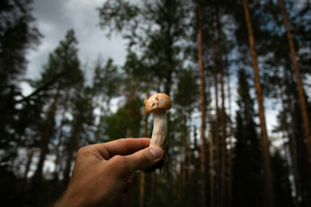 Champignon Laponie finlandaise