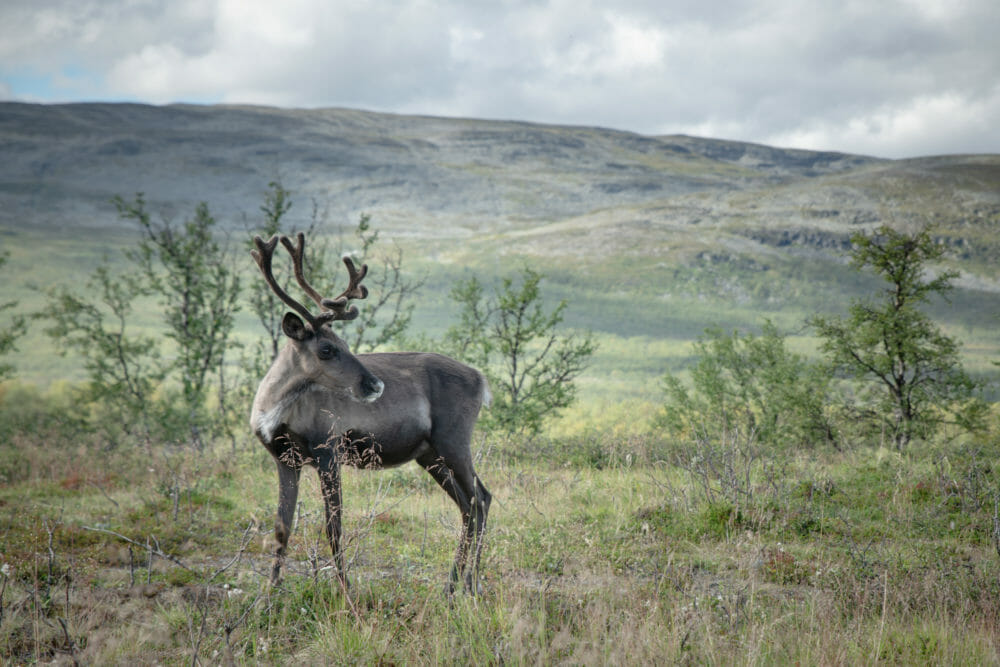 Reine en semi-liberté en laponie finlandaise