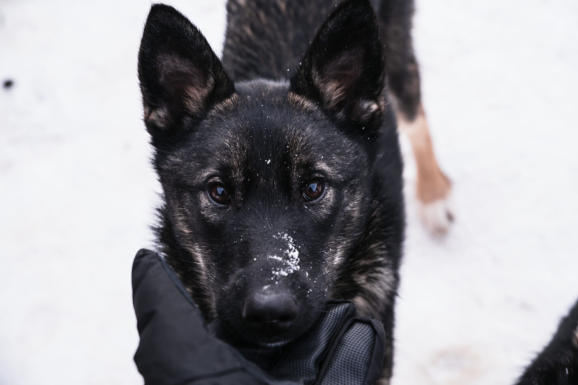 Chien au Villmarkssenter