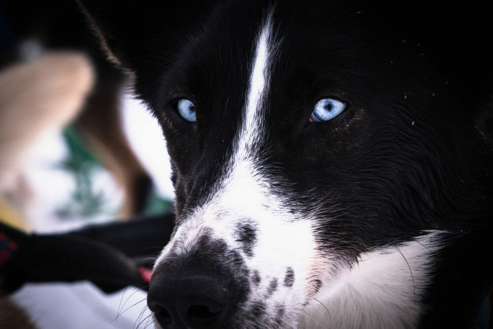 Chien au Villmarkssenter