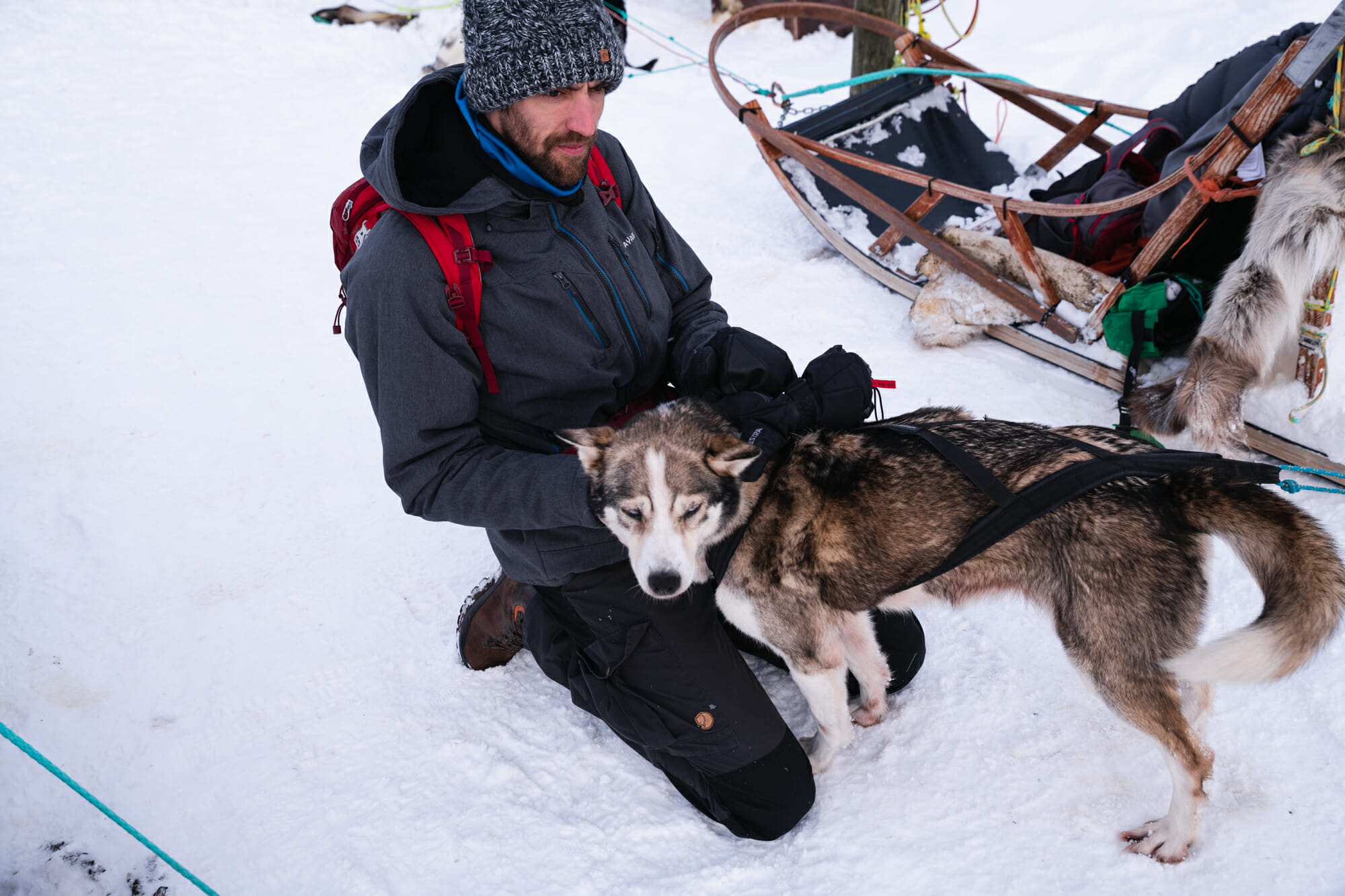 Chien et homme, Tromsø 