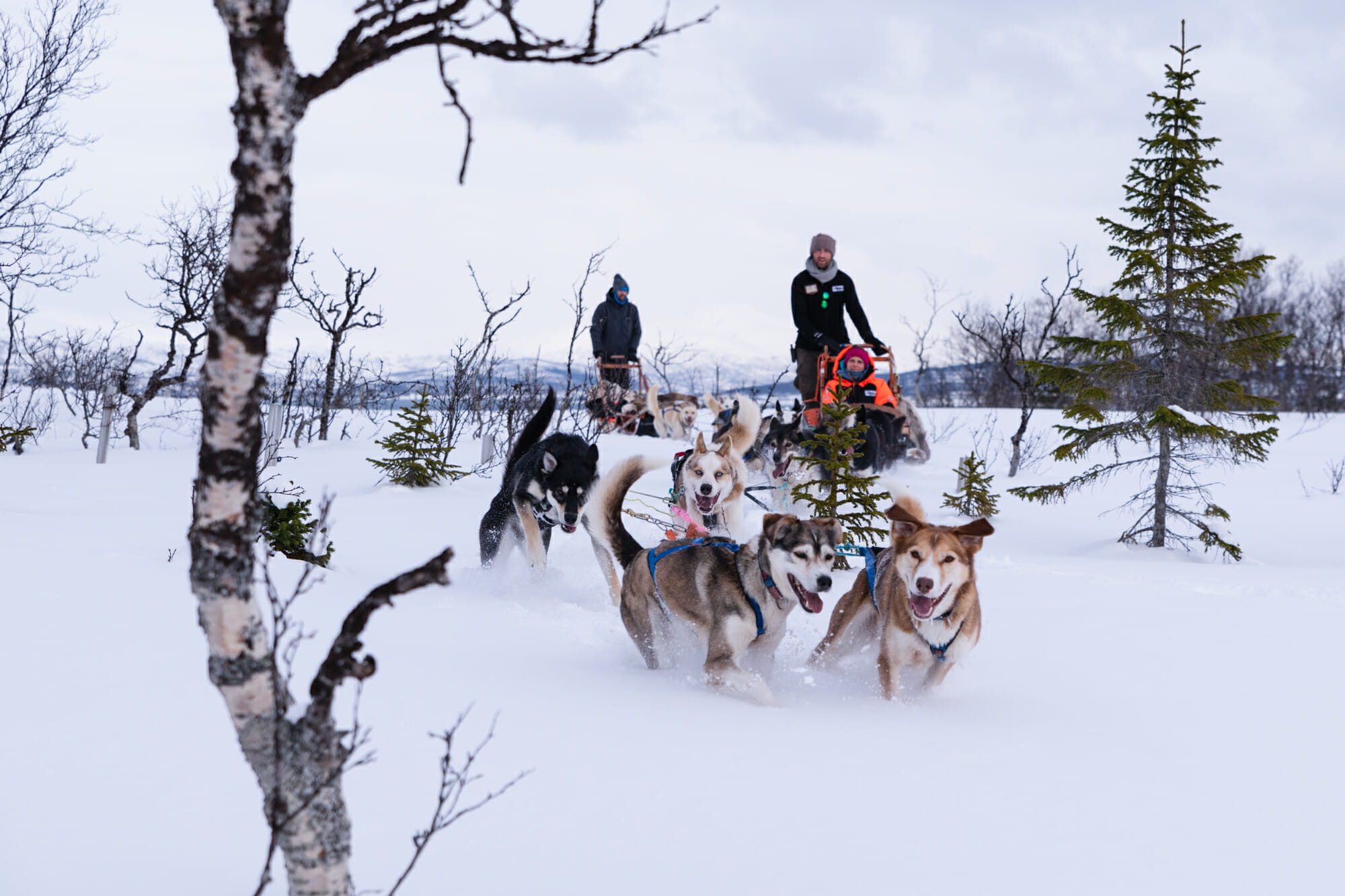 chien de traineau à Tromso