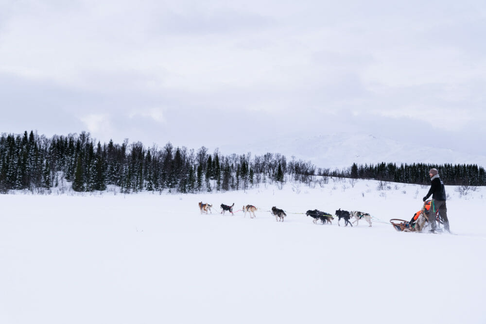 chien de traineau à Tromso