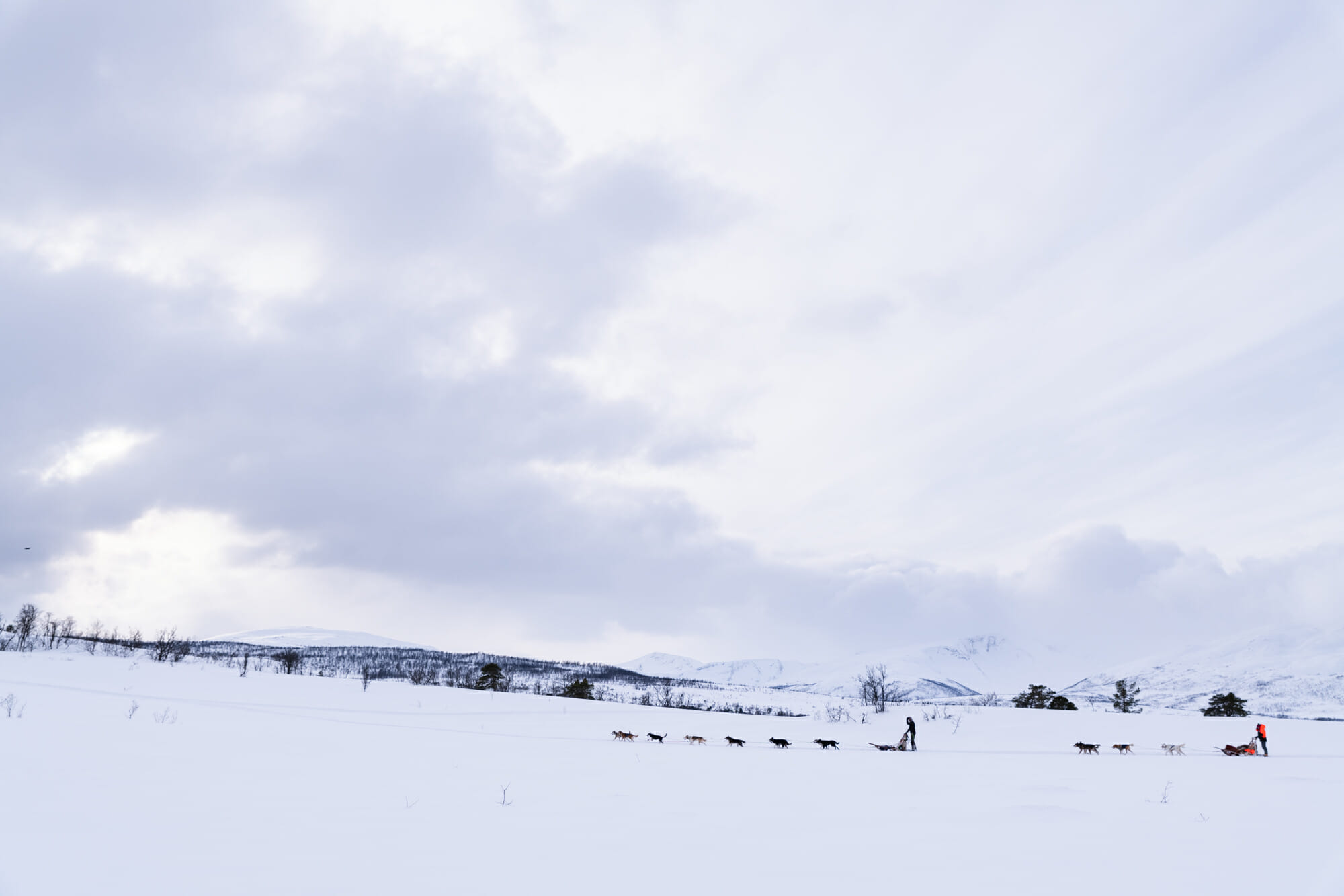 Chien de traineau en Norvège du Nord