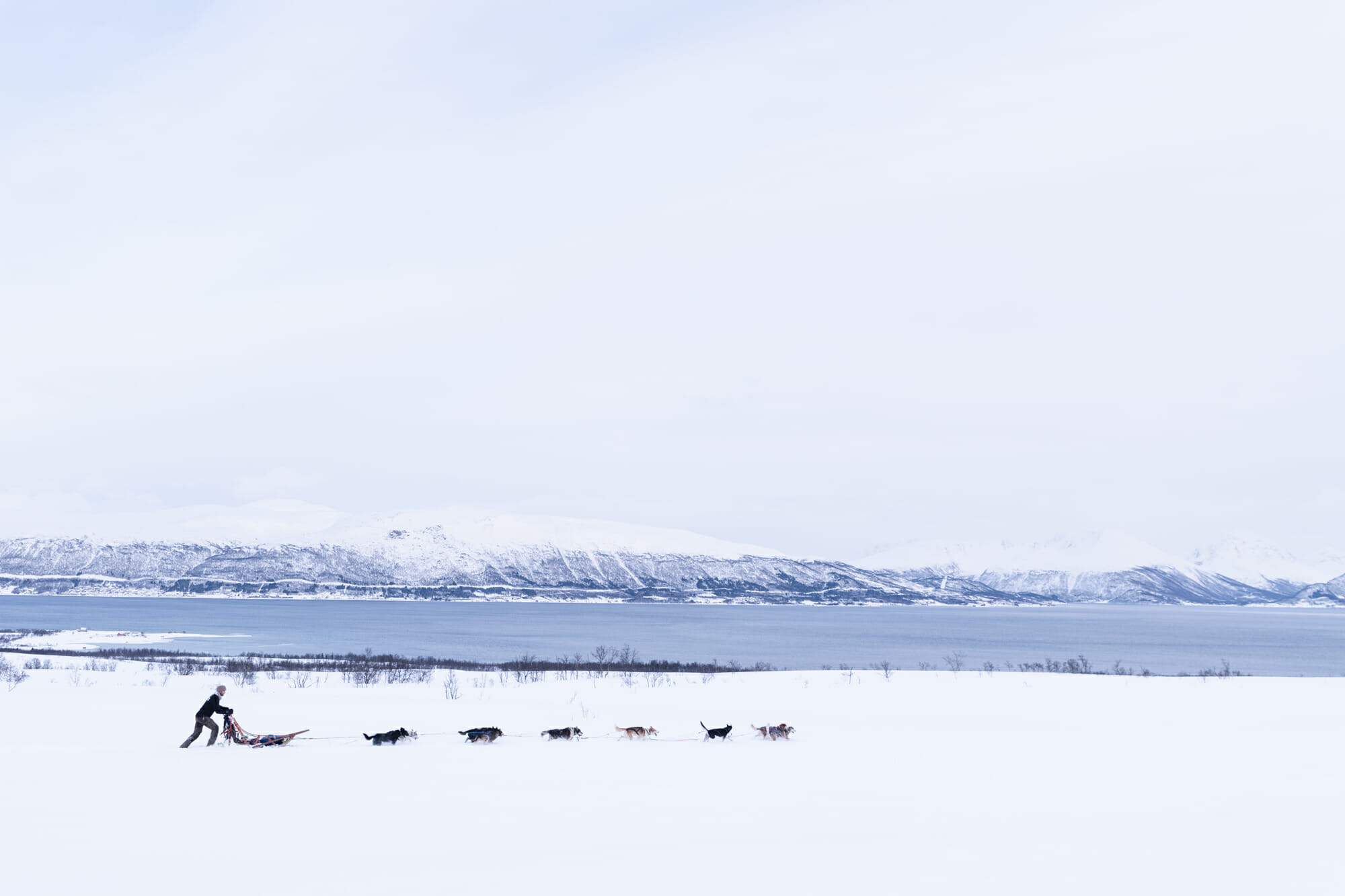 Chien de traineau en Norvège du Nord