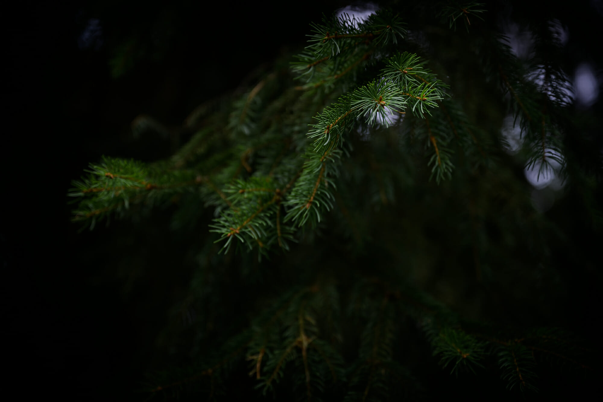 Au coeur de la forêt en Province de Namur