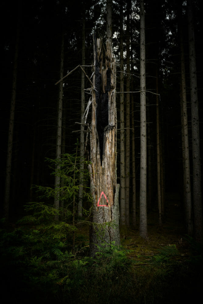 Forêt d'Ardenne