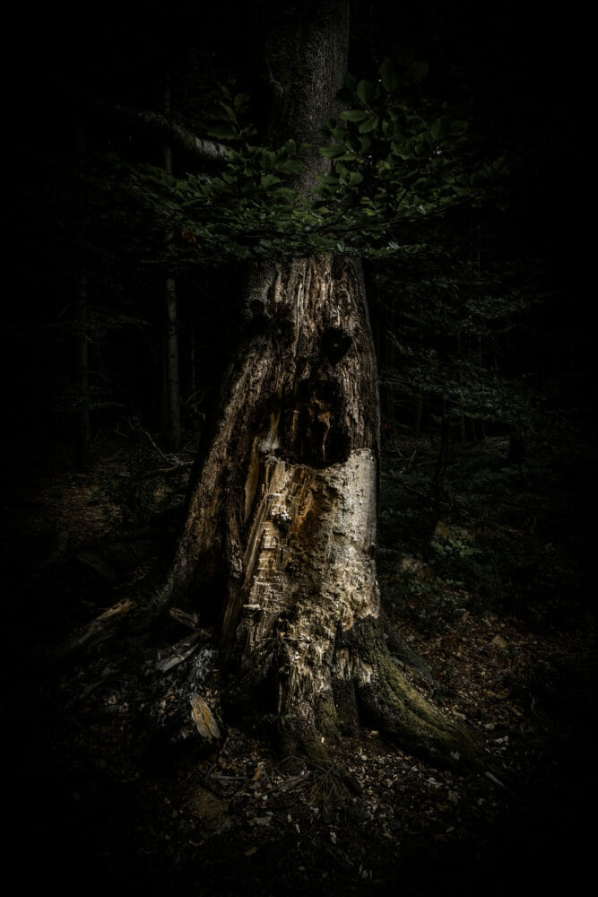 Arbre maléfique en Ardenne