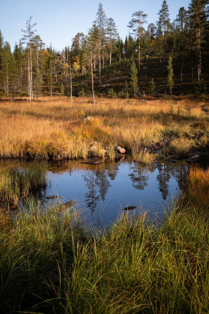 Marais en Laponie finlandaise