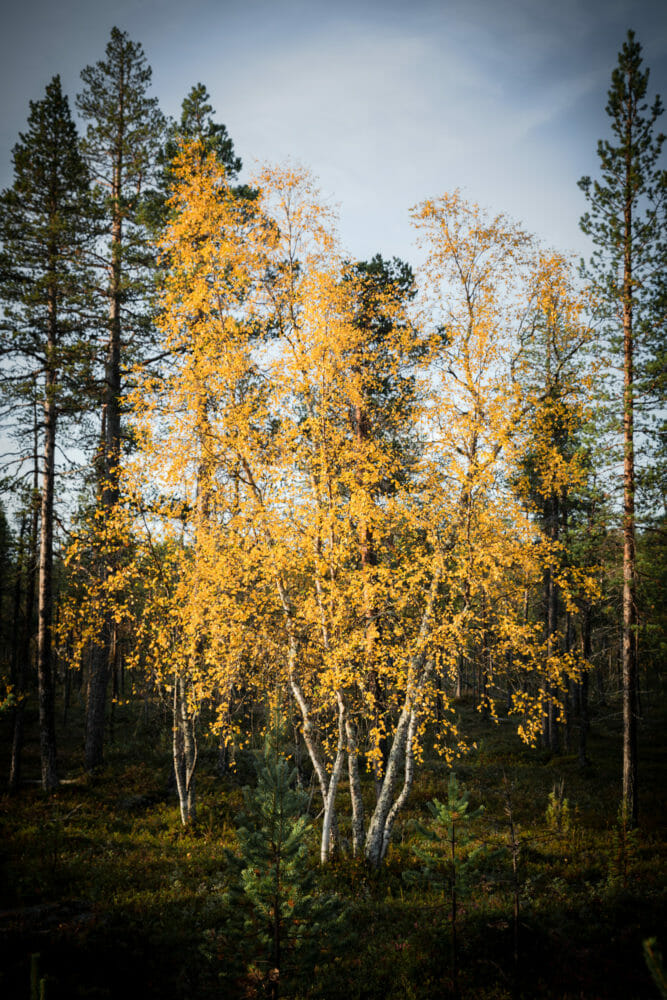 Ruska en Laponie finlandaise