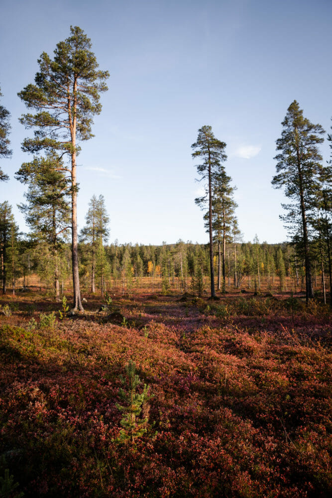 Laponie finlandaise