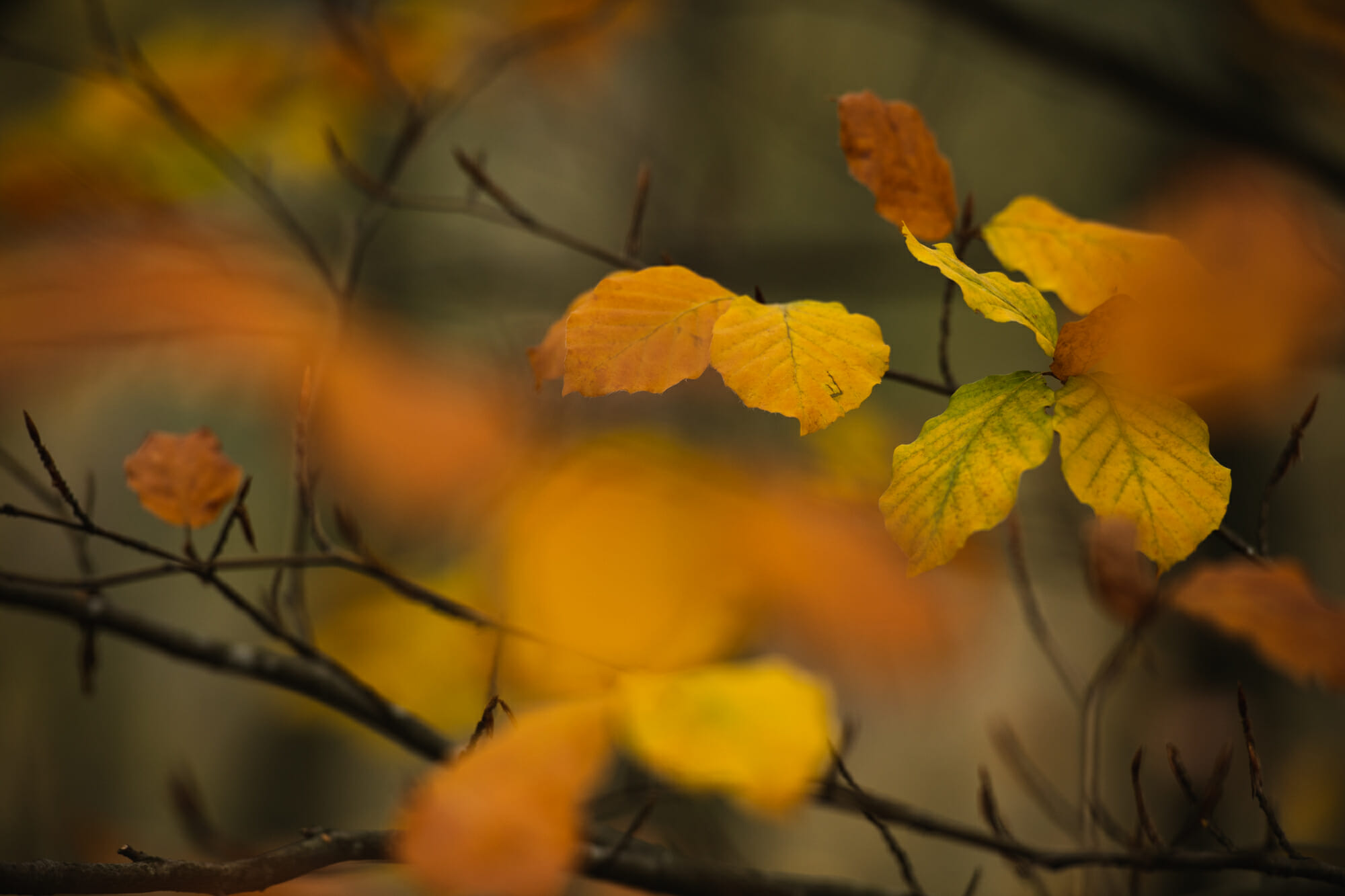 Feuille en automne