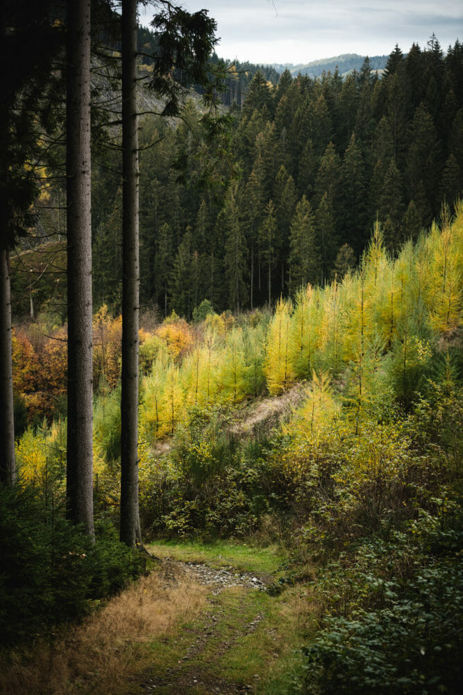 Vallée de la Warche