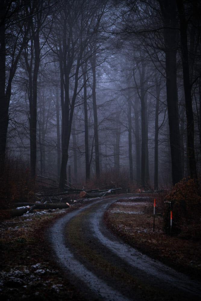 Chemin forestier en Ardenne