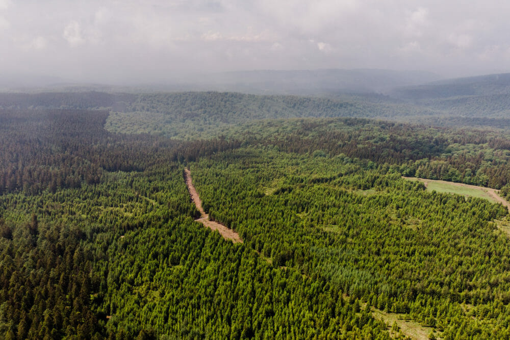 Grande Forêt de Saint-Hubert