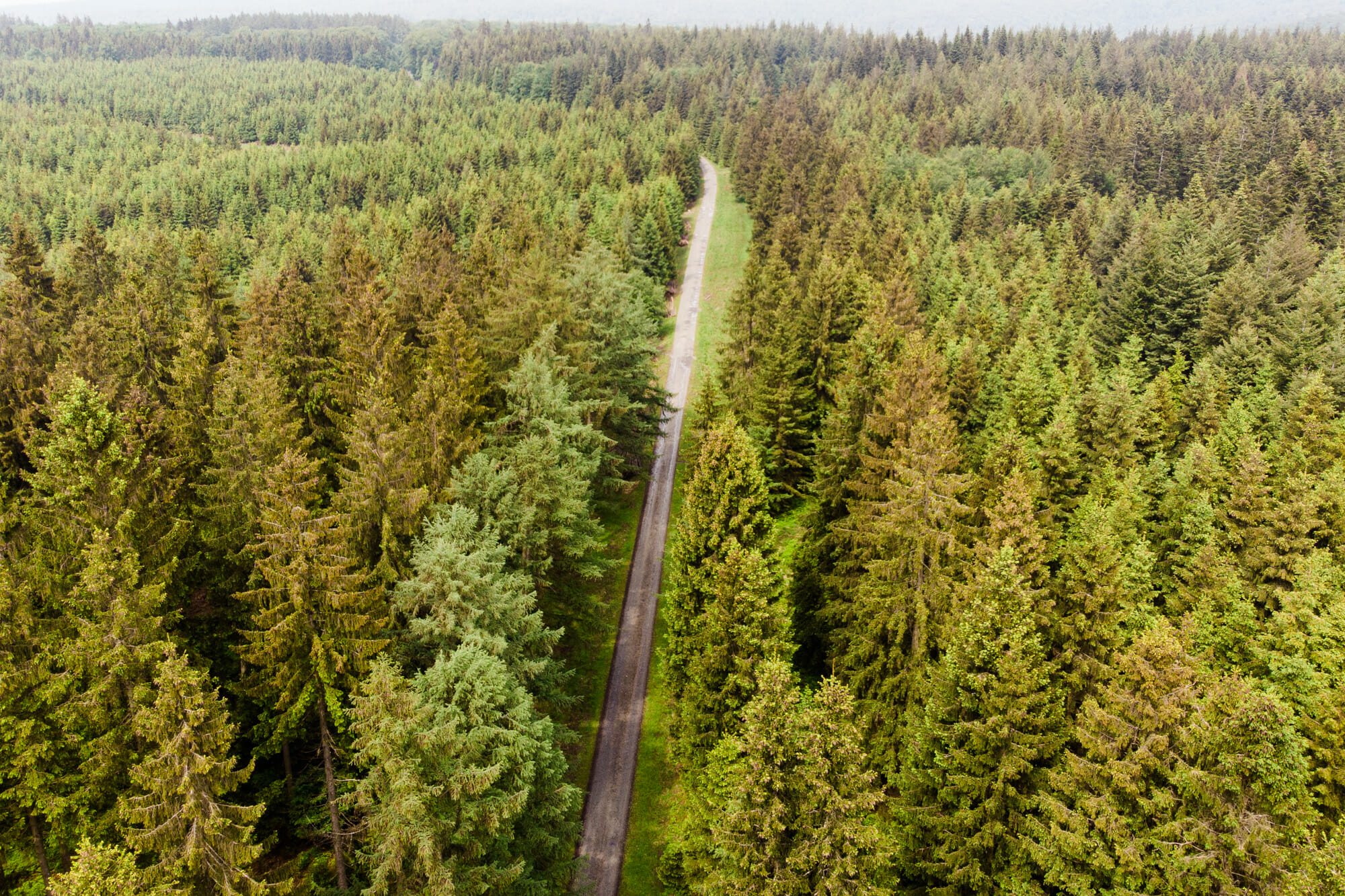 Grande forêt de Saint-Hubert