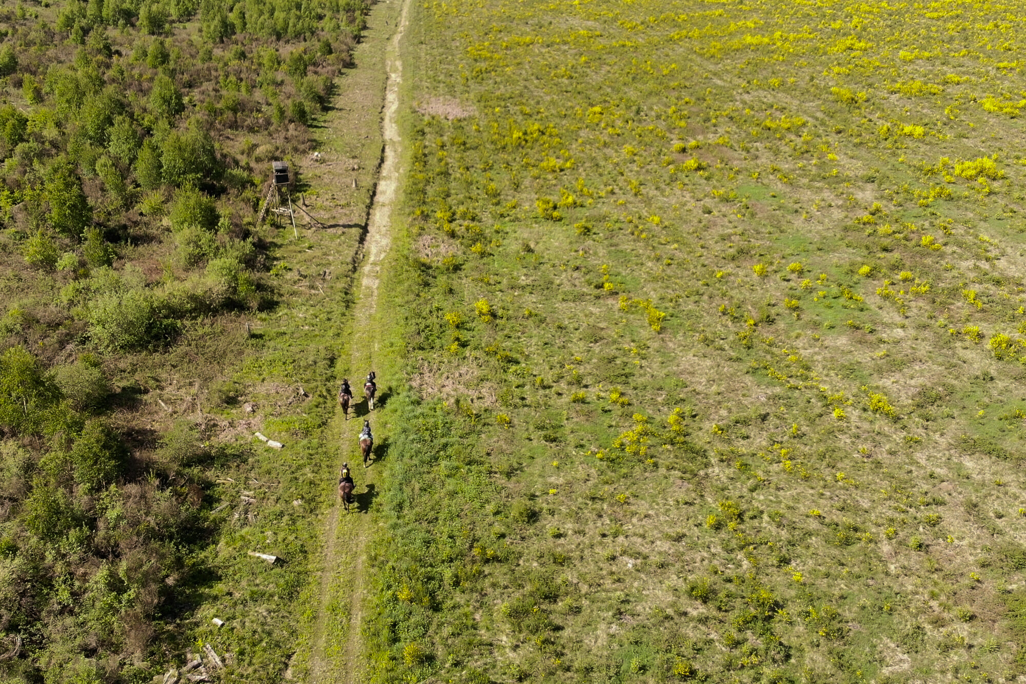 Chevaux en Forêt de Saint-Hubert