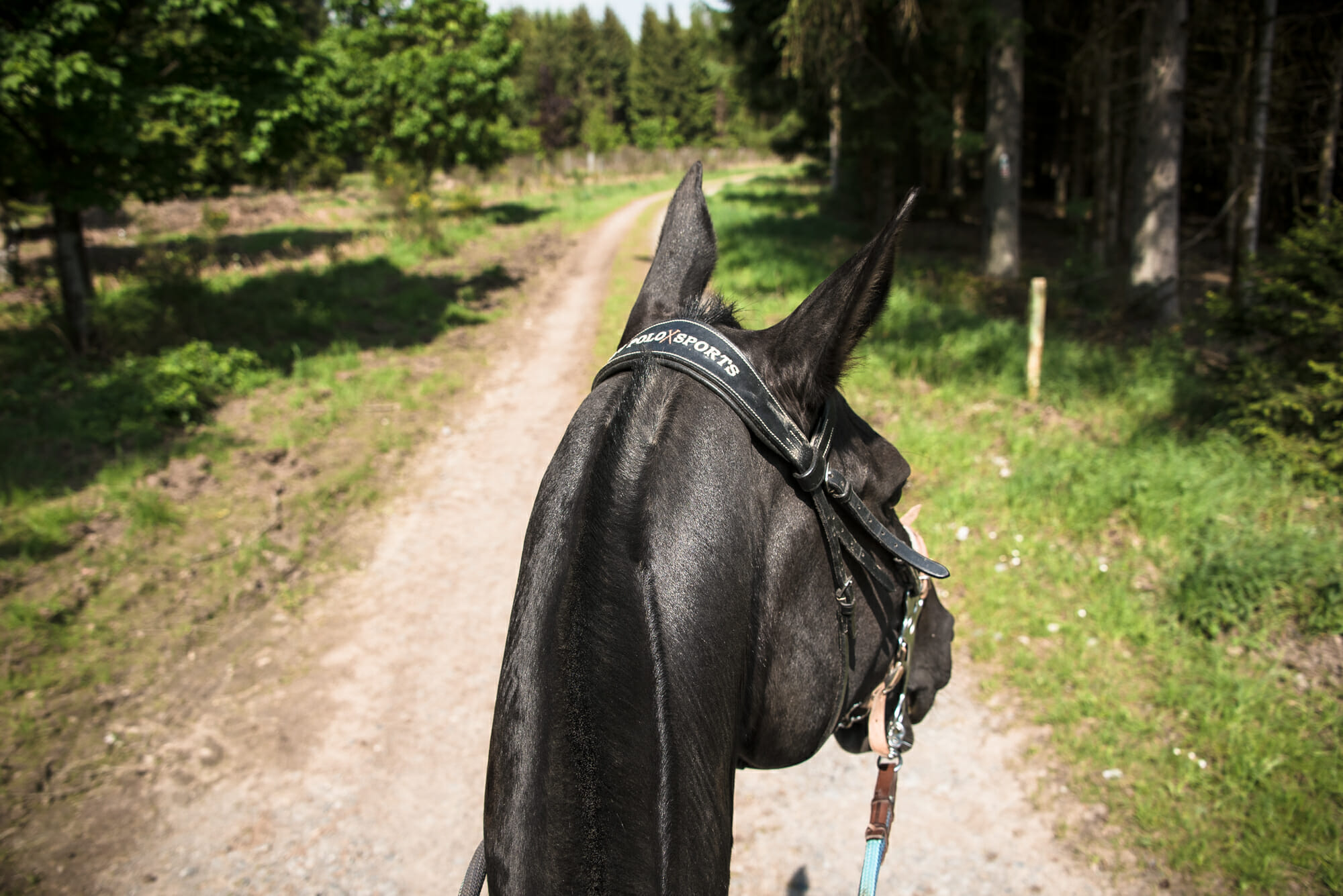 Randonner à cheval en Ardenne