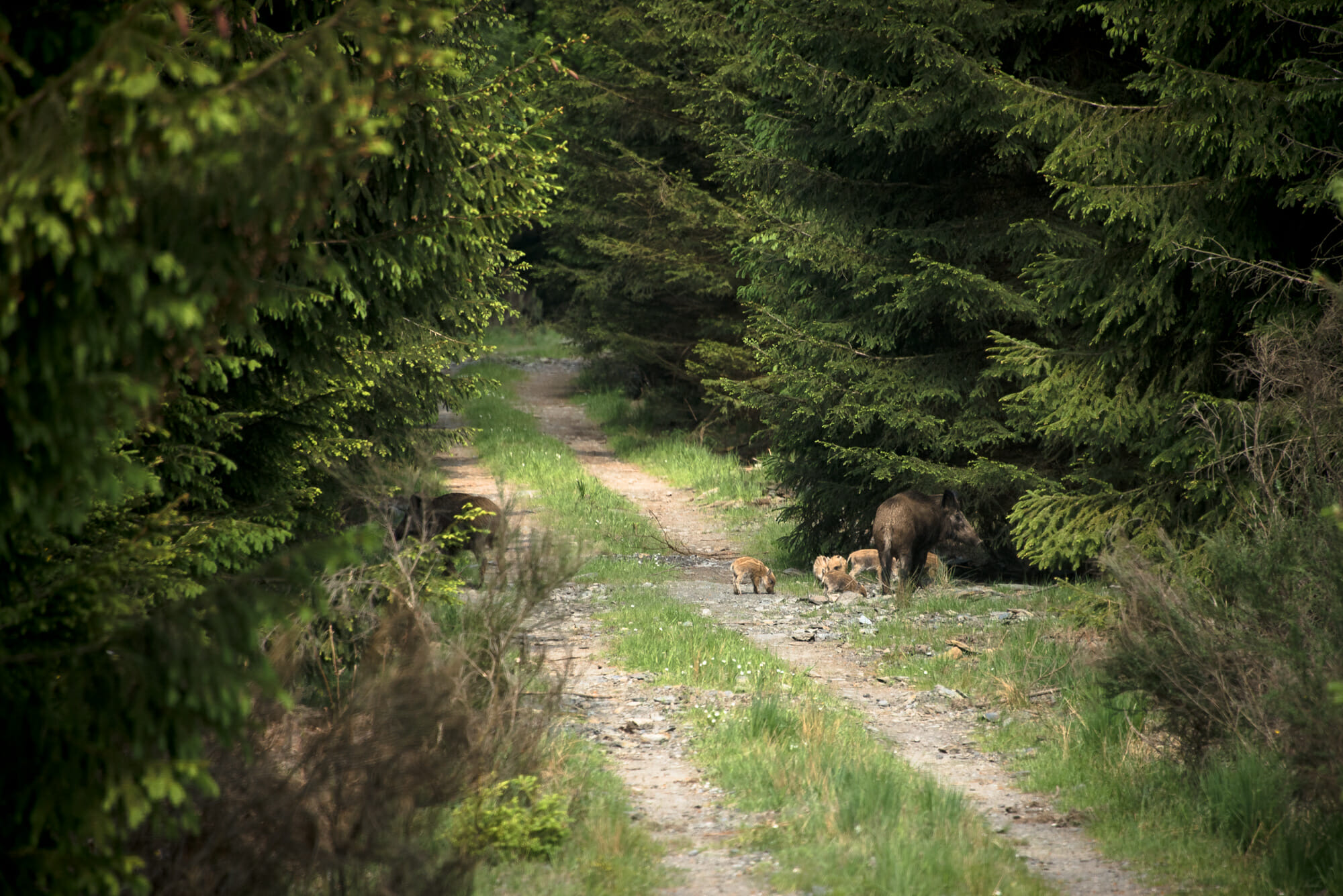 Sangliers en Forêt de Saint-Hubert