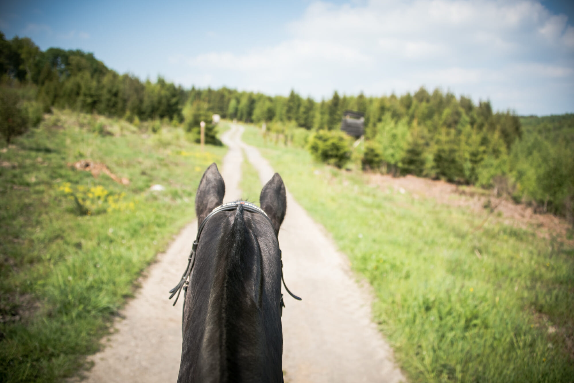 Randonner à cheval en Ardenne