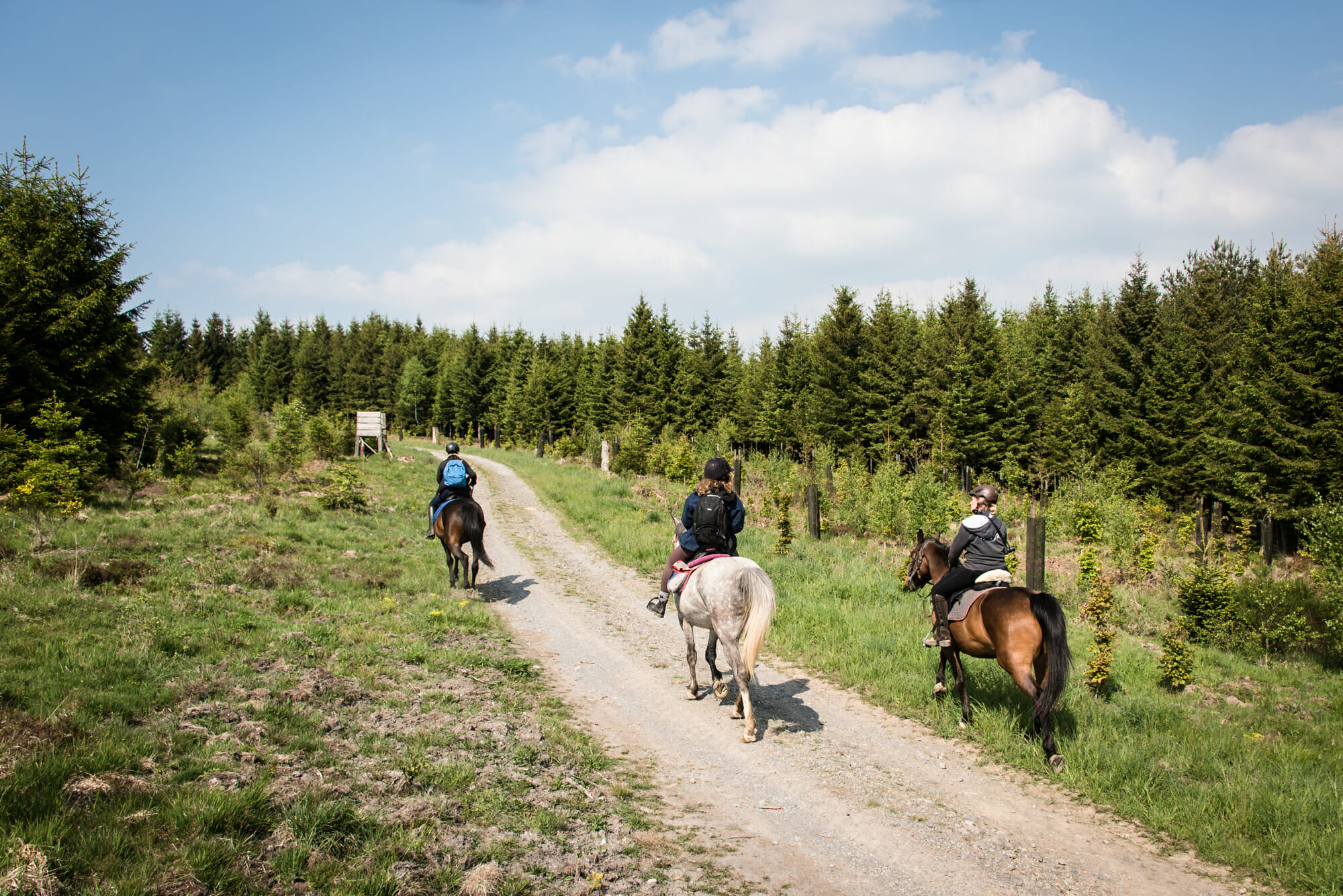 Randonner à cheval en Ardenne