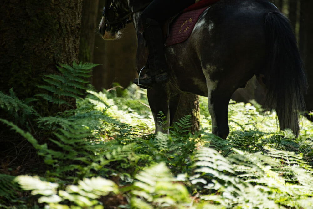 Randonner à cheval en Ardenne