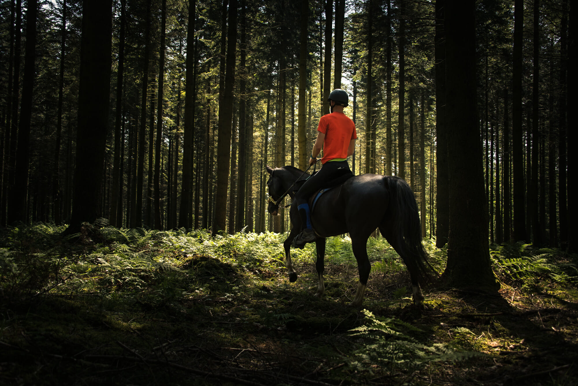 Cheval dans une sapinière en Ardenne