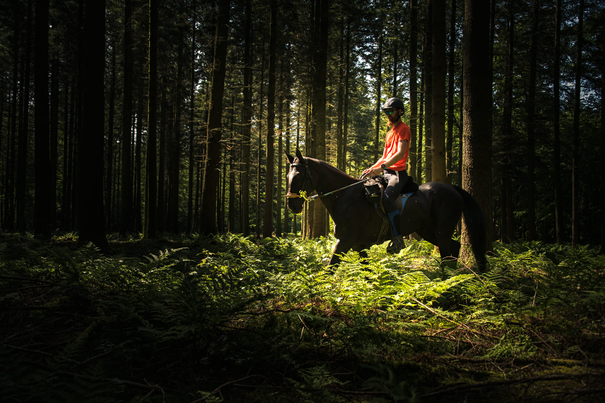 Randonner à cheval en Ardenne