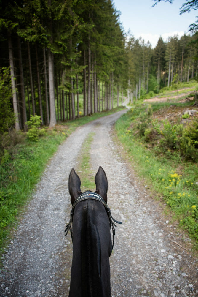 Cheval en Ardenne