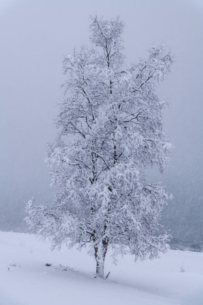 Arbre dans la neige