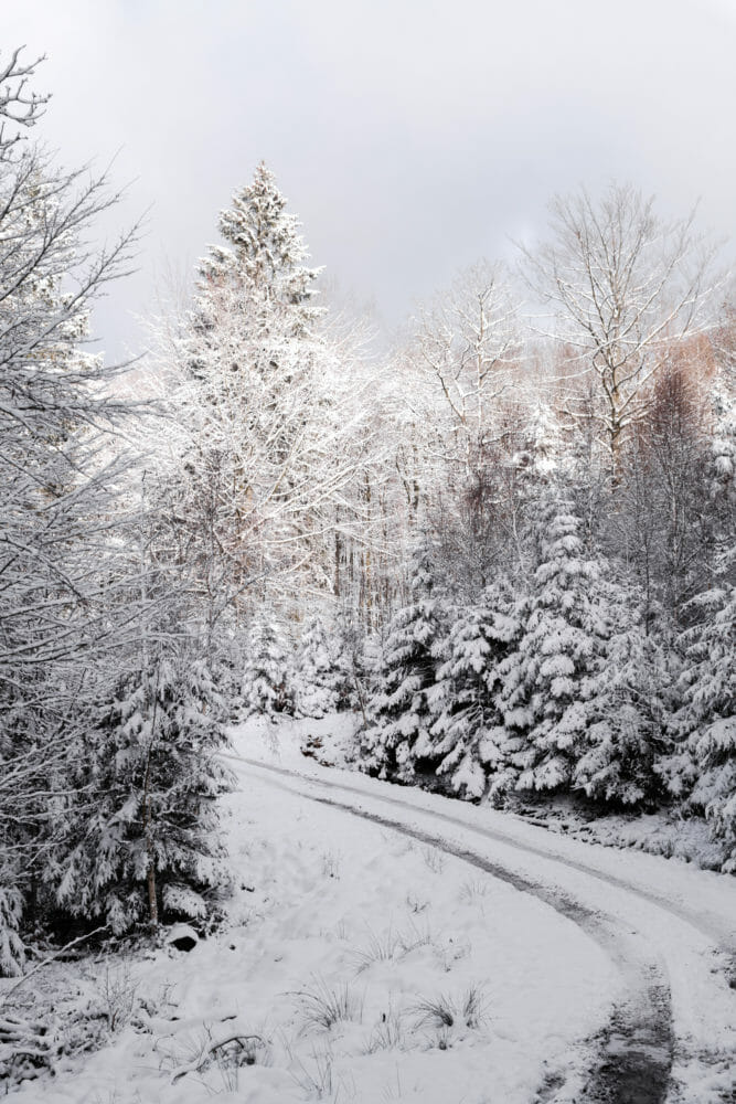 Ardenne sous la neige