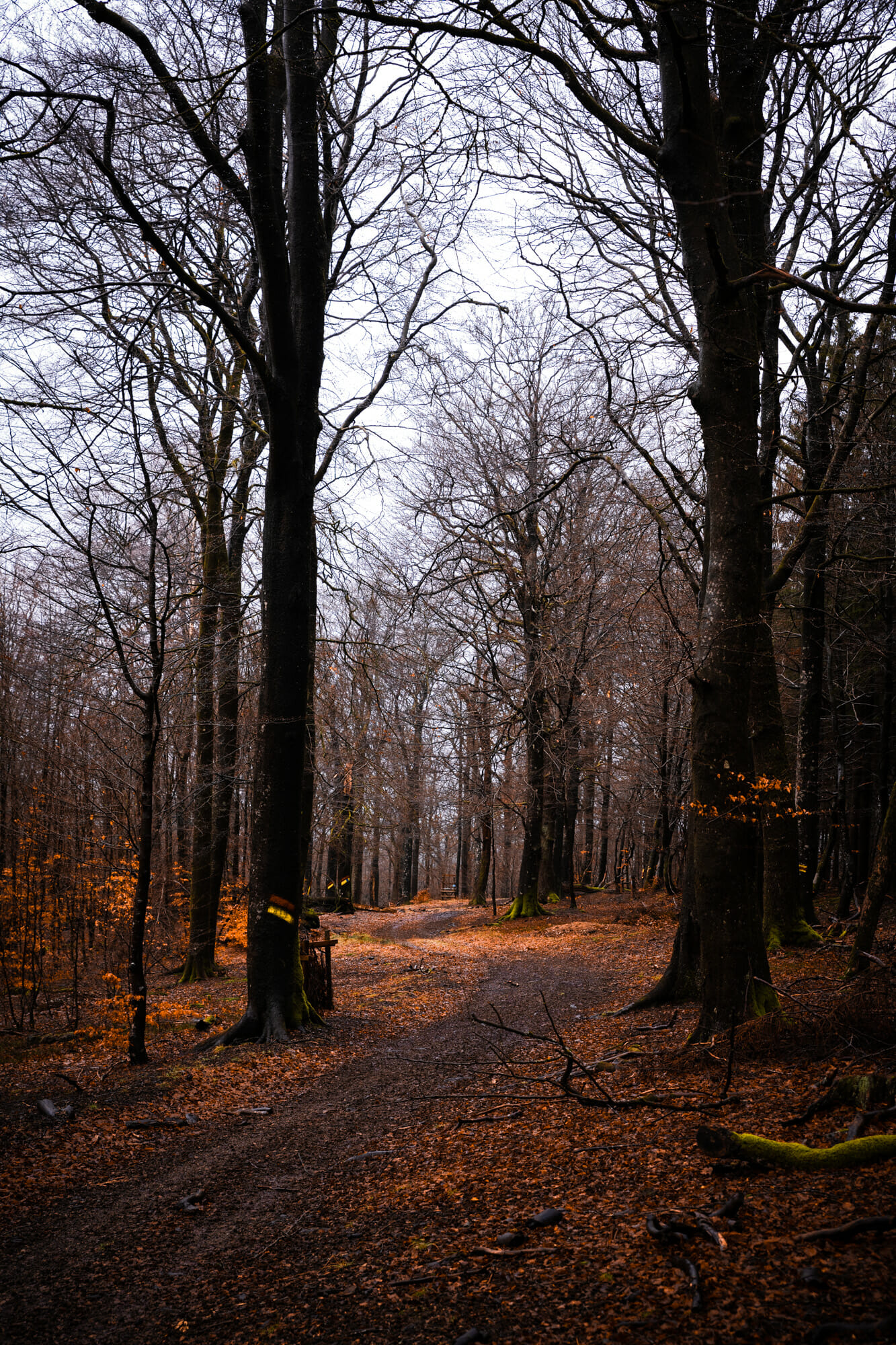 Forêt d'Anlier