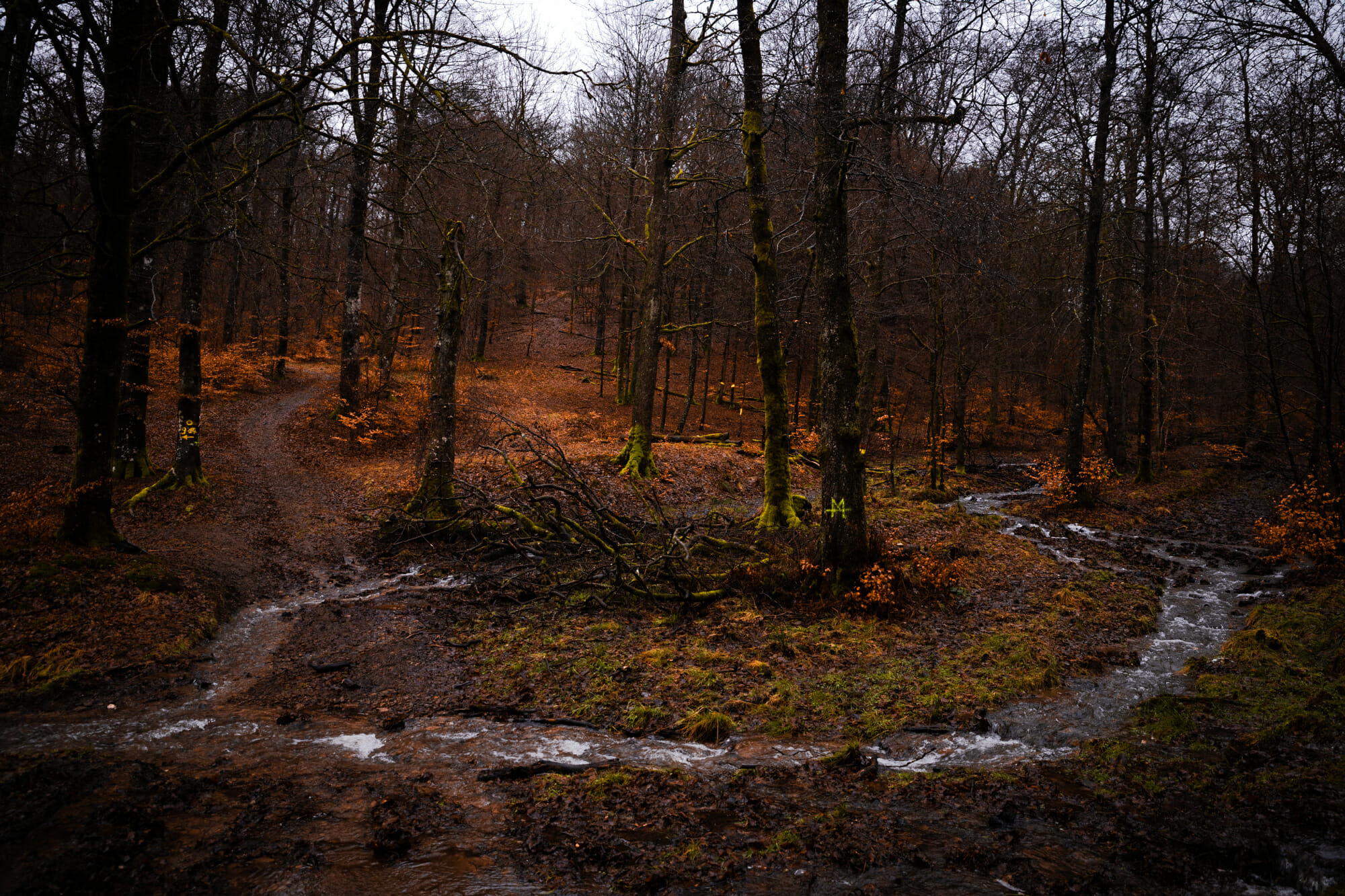 Forêt d'Anlier