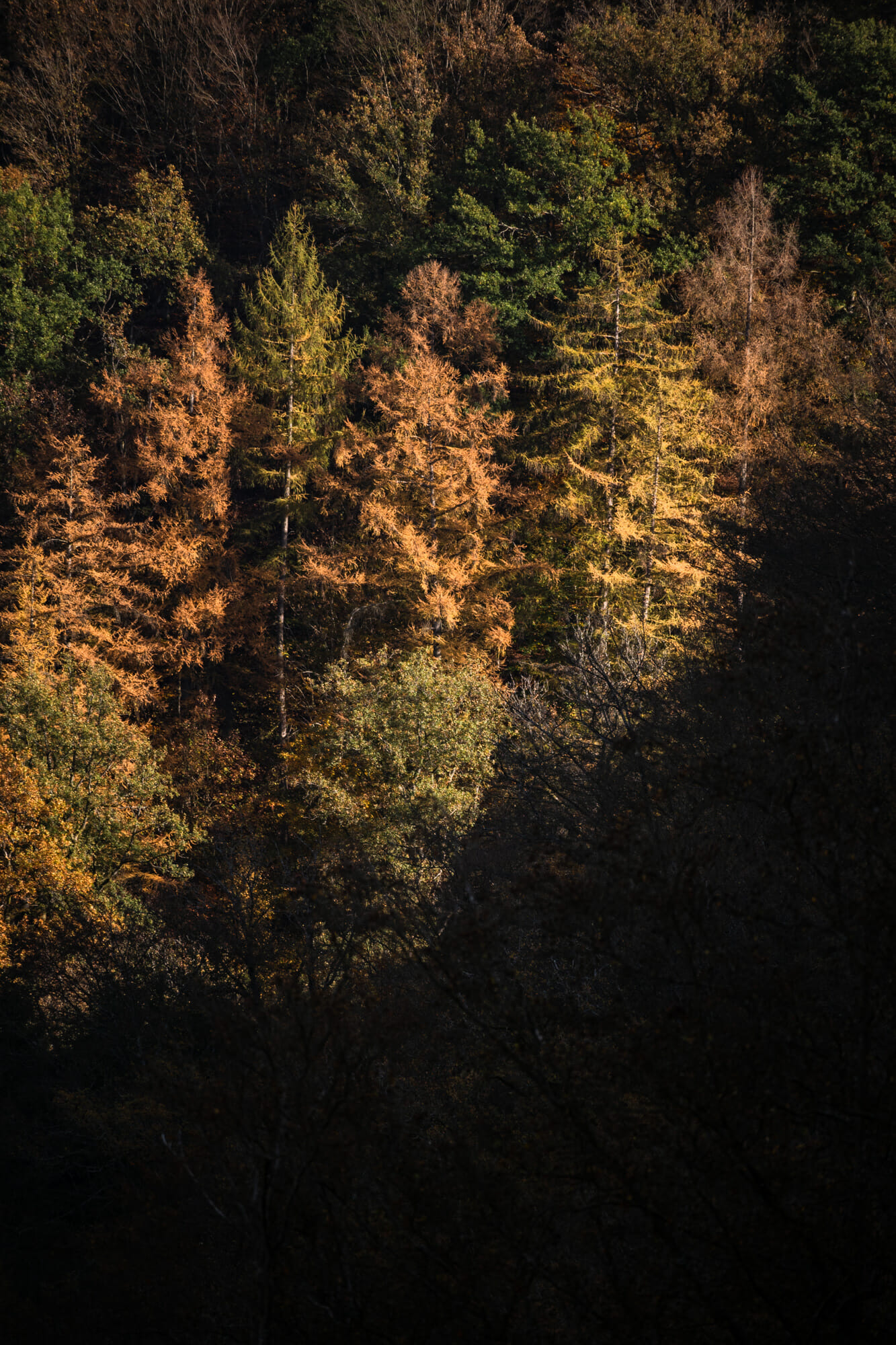 Forêt vallée de la Semois