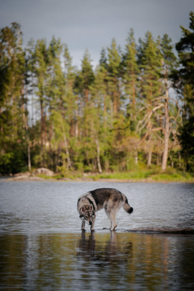 Chien pendant le Canoë Trip