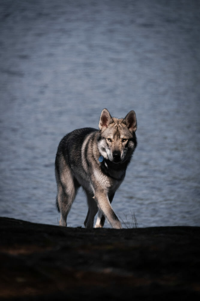 Tamaskan en Suède