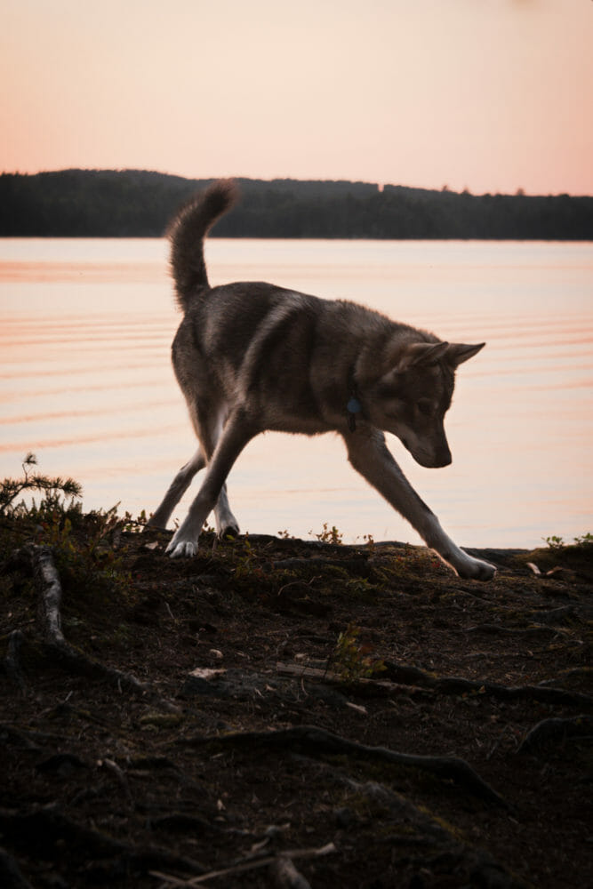 Tamaskan en Suède