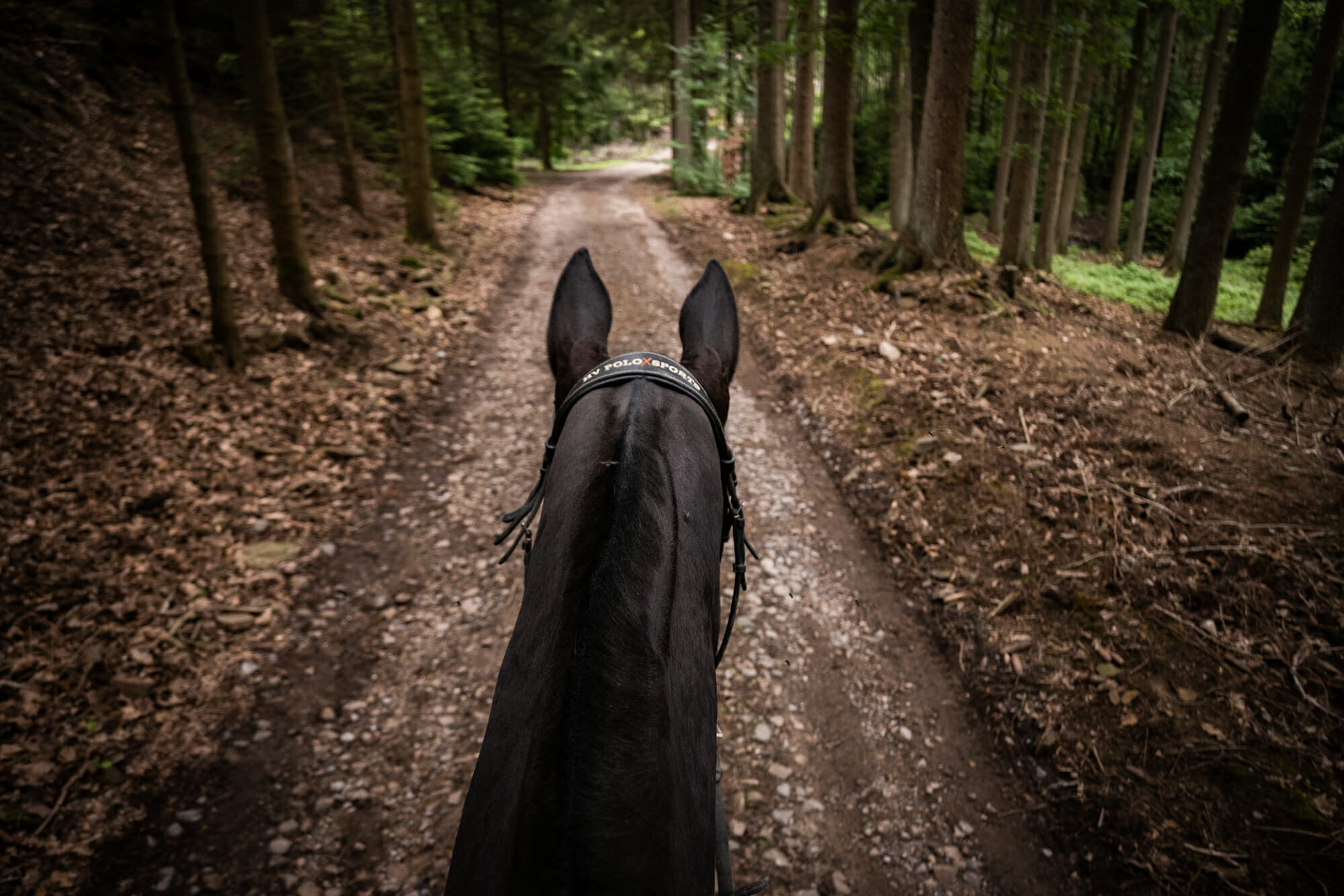 Randonner à cheval en forêt de Saint-Hubert