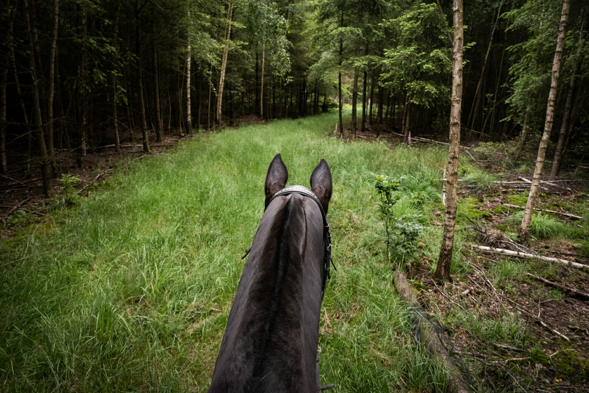 Randonner à cheval en forêt de Saint-Hubert