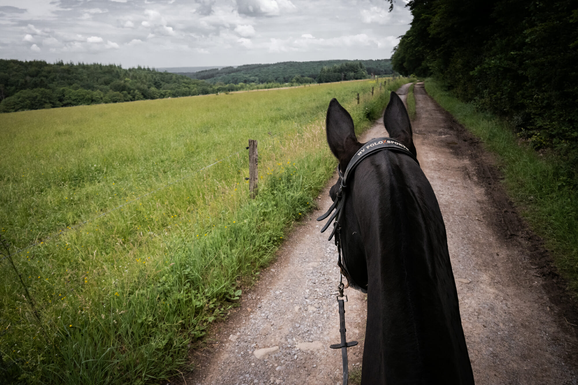 Randonner à cheval en forêt de Saint-Hubert