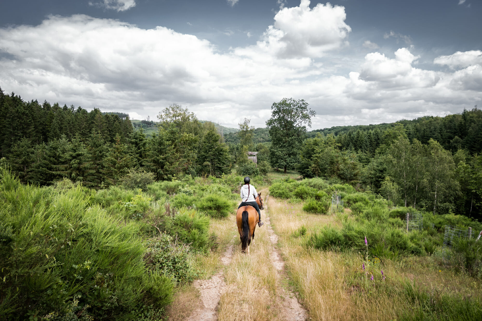 Randonner à cheval en forêt de Saint-Hubert