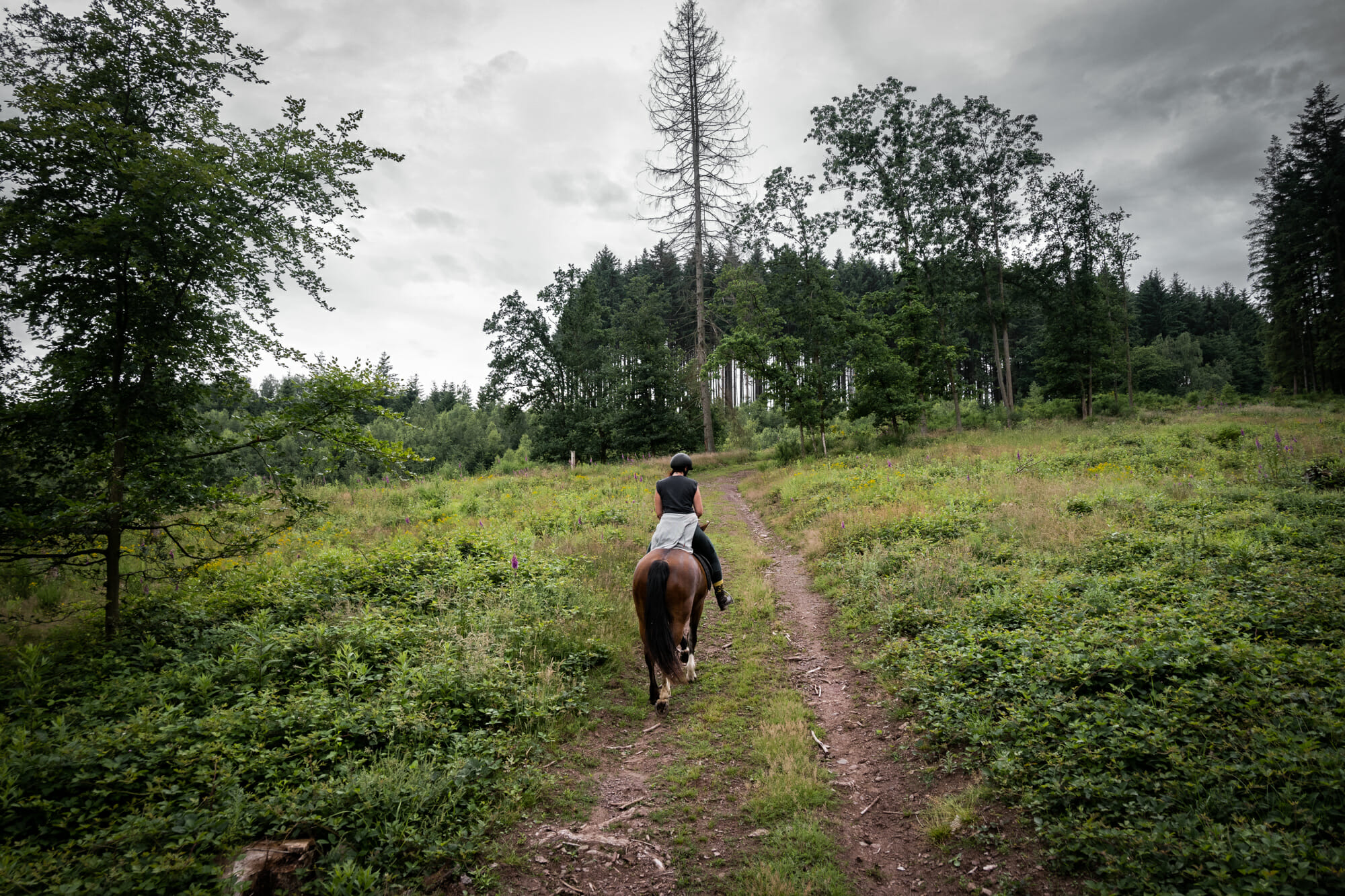 randonnée à cheval en Ardenne