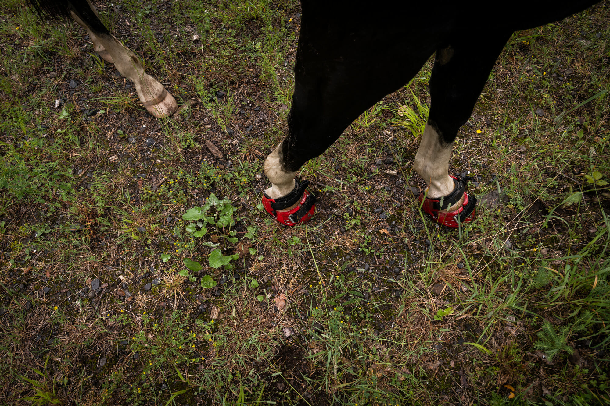 Randonnée à cheval à Saint-Hubert