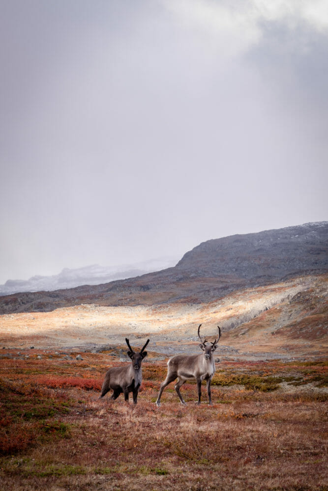 Rennes sur le Kungsleden