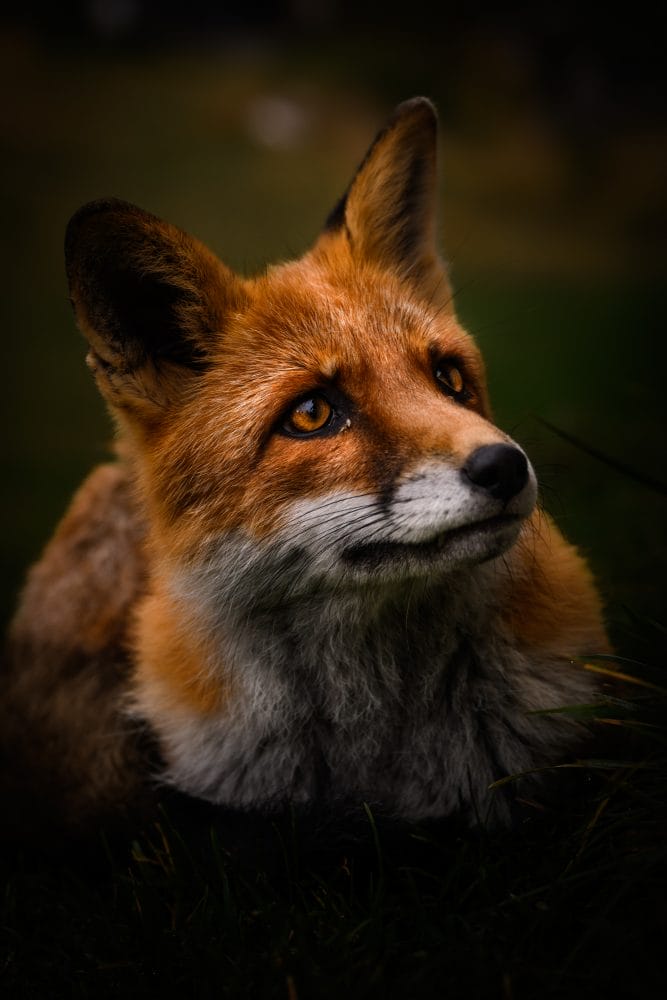 Renard dans le Triglav en Slovénie